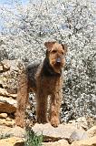 AIREDALE TERRIER 117